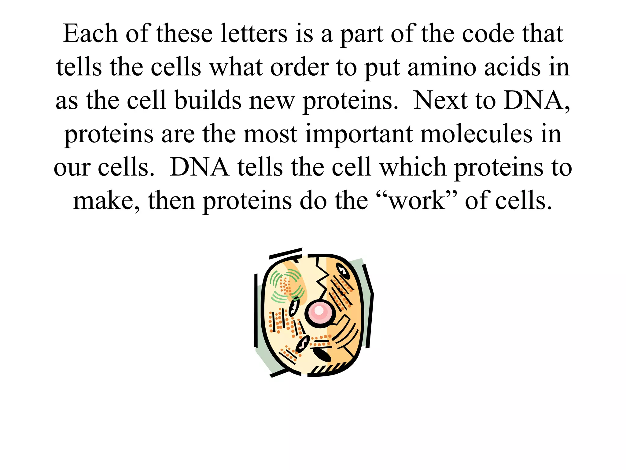 Each of these letters is a part of the code that tells the cells what order to put amino acids in as the cell builds new proteins.  Next to DNA, proteins are the most important molecules in our cells.  DNA tells the cell which proteins to make, then proteins do the “work” of cells. 