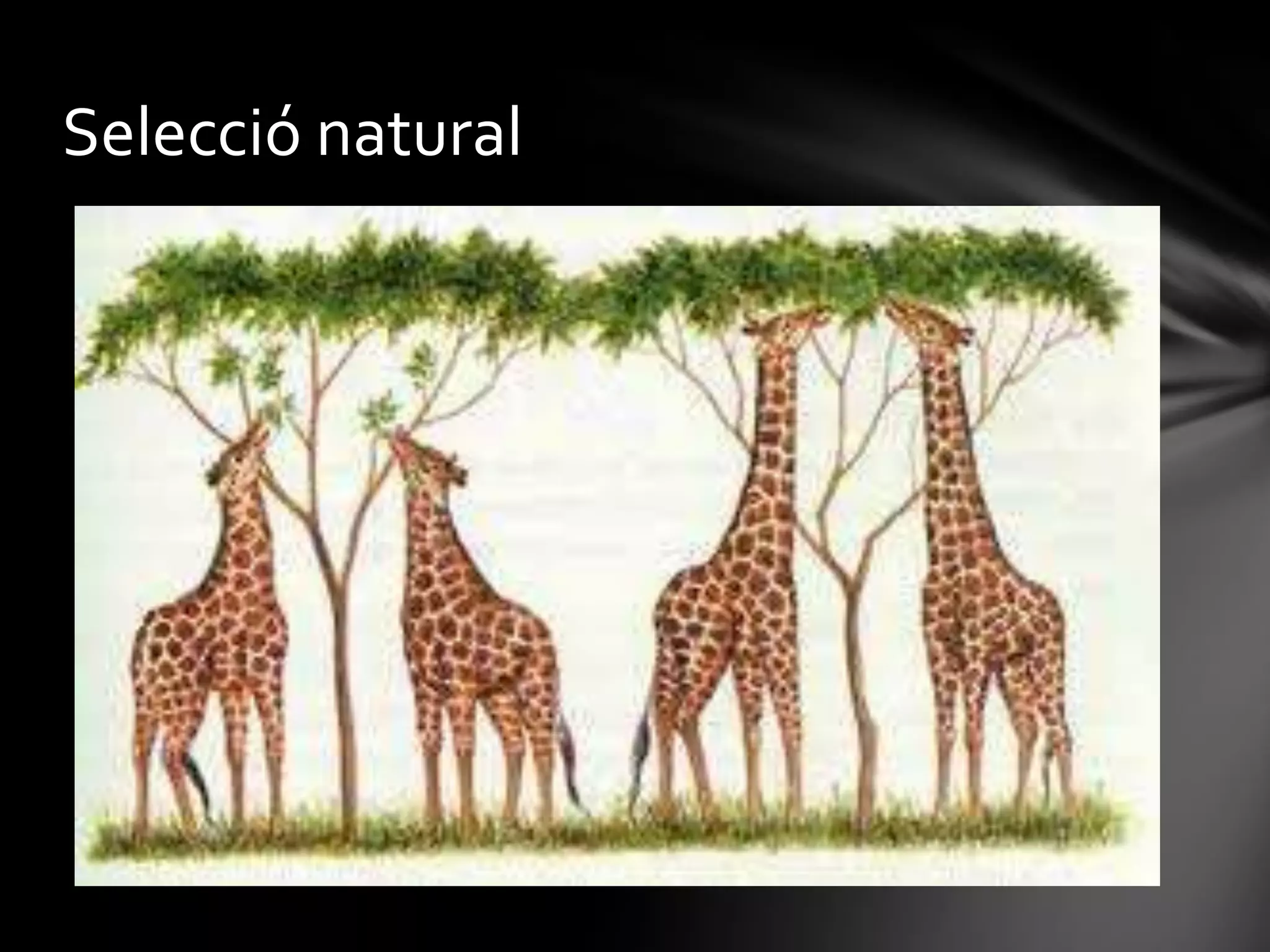 Webquest evolució | PPTX