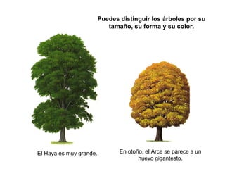 Puedes distinguir los árboles por su tamaño, su forma y su color. El Haya es muy grande. En otoño, el Arce se parece a un huevo gigantesto. 