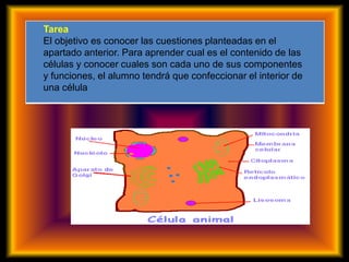 Tarea
El objetivo es conocer las cuestiones planteadas en el
apartado anterior. Para aprender cual es el contenido de las
células y conocer cuales son cada uno de sus componentes
y funciones, el alumno tendrá que confeccionar el interior de
una célula
 