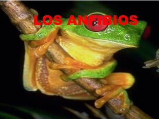 LOS ANFIBIOS
 
