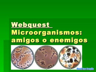 Webquest  Microorganismos: amigos o enemigos Manoli Caro Crespillo 