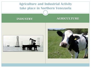 Agriculture and Industrial Activity take place in Northern Venezuela     INDUSTRY AGRICULTURE