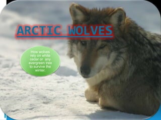 Arctic wolves 