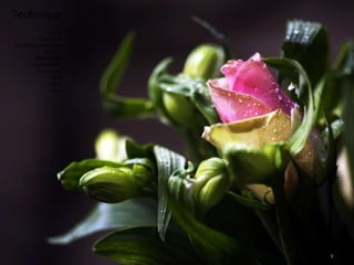 Technique Contraste Exposition Profondeur de champ Couleur  Mouvement Mise au point Perspective Focal Plans Angle … 