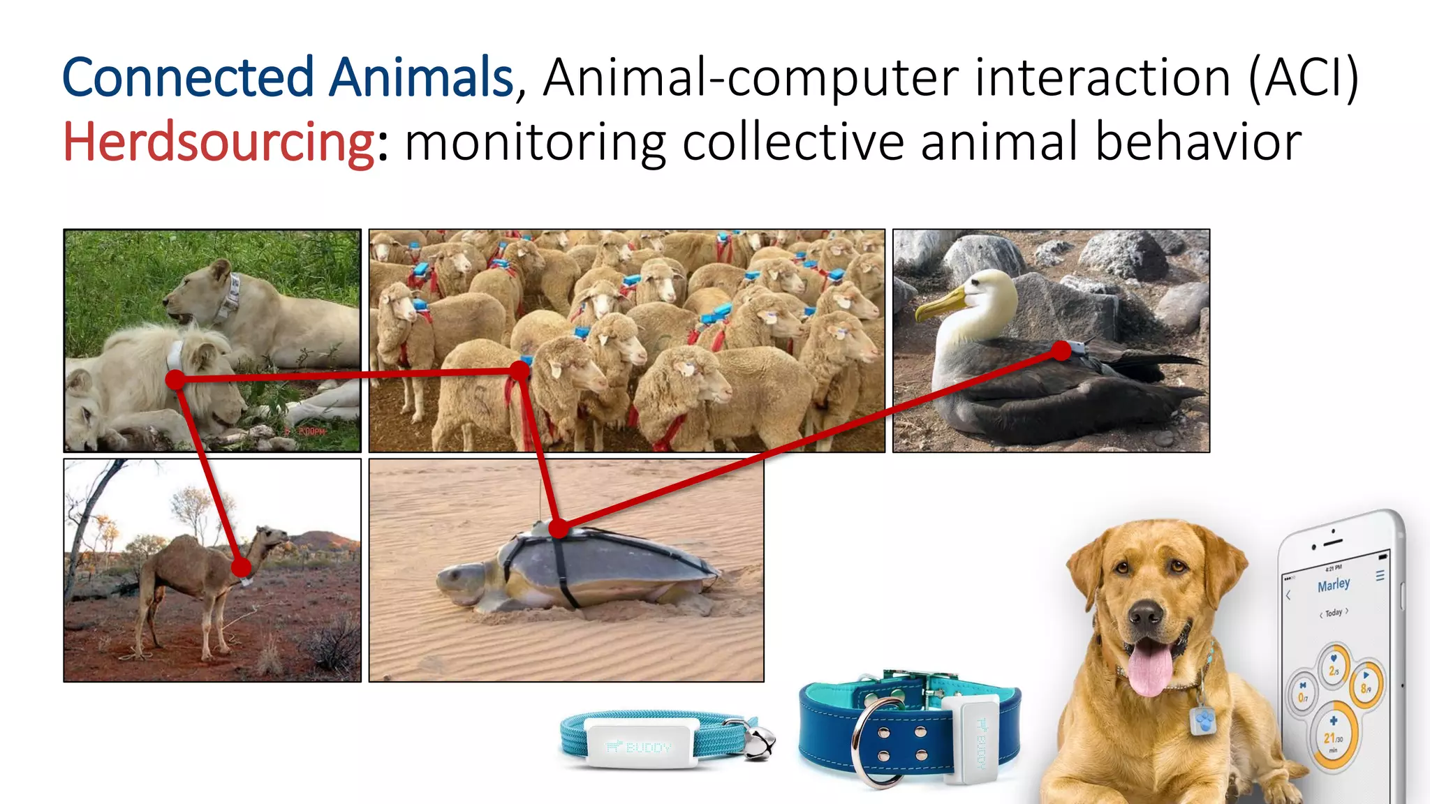 Connected Animals, Animal-computer interaction (ACI)
Herdsourcing: monitoring collective animal behavior
 