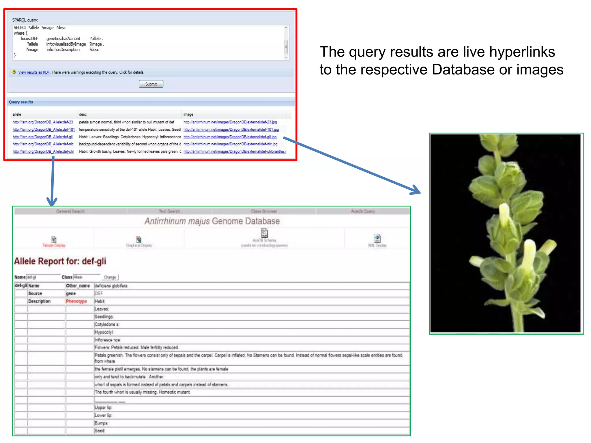 The query results are live hyperlinks
to the respective Database or images
 