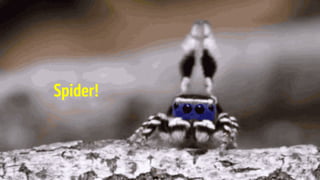 Spider!
 