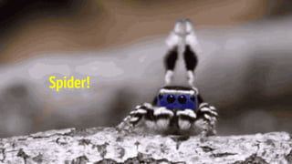 Anatomia de um
Spider
 