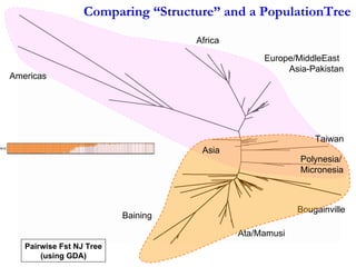 Americas Africa Baining Ata/Mamusi Bougainville Europe/MiddleEast Asia-Pakistan Asia Polynesia/ Micronesia Taiwan Pairwise Fst NJ Tree (using GDA) Comparing “Structure” and a PopulationTree   