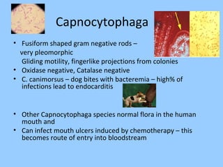 Fuiform Rods Bacteriology | PPT