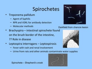 Bacteriology | PPT