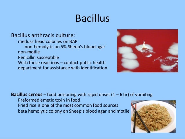 Bacillus cereus emb