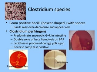 Clostridium species
• Gram positive bacilli (boxcar shaped ) with spores
– Bacilli may over-decolorize and appear red
• Clostridium perfringens
– Predominate anaerobic G+R in intestine
– Double zone of beta hemolysis on BAP
– Lecithinase produced on egg yolk agar
– Reverse camp test positive
Lecithinase
Reverse Camp Test
 