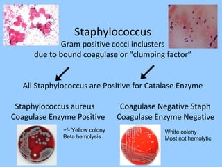 Staphylococcus
Gram positive cocci inclusters
due to bound coagulase or “clumping factor”
All Staphylococcus are Positive for Catalase Enzyme
Staphylococcus aureus Coagulase Negative Staph
Coagulase Enzyme Positive Coagulase Enzyme Negative
+/- Yellow colony
Beta hemolysis
White colony
Most not hemolytic
 