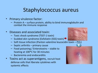 Staphylococcus aureus
• Primary virulence factor:
– Protein A – surface protein, ability to bind immunoglobulin and
combat the immune response
• Diseases and associated toxin:
– Toxic shock syndrome (TSST-1 toxin)
– Scalded skin syndrome (Exfoliatin (SSS) toxin)
– Soft tissue infection (Panton valentine leucocidin toxin – PVL)
– Septic arthritis – primary cause
– Food poisoning / Enterotoxins – stable to
heating at 100*C for 30 minutes
– Bacteremia and endocarditis
• Toxins act as superantigens, recruit host
defense cells that liberate cytokines with
systemic effects
 