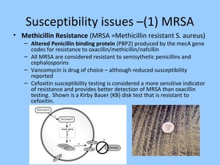 Susceptibility issues –(1) MRSA
• Methicillin Resistance (MRSA =Methicillin resistant S. aureus)
– Altered Penicillin binding protein (PBP2) produced by the mecA gene
codes for resistance to oxacillin/methicillin/nafcillin
– All MRSA are considered resistant to semisythetic penicillins and
cephalosporins
– Vancomycin is drug of choice – although reduced susceptibility
reported
– Cefoxitin susceptibility testing is considered a more sensitive indicator
of resistance and provides better detection of MRSA than oxacillin
testing. Shown is a Kirby Bauer (KB) disk test that is resistant to
cefoxitin.
 