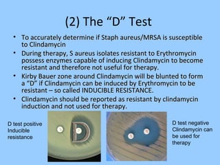 (2) The “D” Test
• To accurately determine if Staph aureus/MRSA is susceptibleTo accurately determine if Staph aureus/MRSA is susceptible
to Clindamycinto Clindamycin
• During therapy, S aureus isolates resistant to ErythromycinDuring therapy, S aureus isolates resistant to Erythromycin
possess enzymes capable of inducing Clindamycin to becomepossess enzymes capable of inducing Clindamycin to become
resistant and therefore not useful for therapy.resistant and therefore not useful for therapy.
• Kirby Bauer zone around Clindamycin will be blunted to formKirby Bauer zone around Clindamycin will be blunted to form
a “D” if Clindamycin can be induced by Erythromycin to bea “D” if Clindamycin can be induced by Erythromycin to be
resistant – so called INDUCIBLE RESISTANCE.resistant – so called INDUCIBLE RESISTANCE.
• Clindamycin should be reported as resistant by clindamycinClindamycin should be reported as resistant by clindamycin
induction and not used for therapy.induction and not used for therapy.
D test positive
Inducible
resistance
D test negative
Clindamycin can
be used for
therapy
 