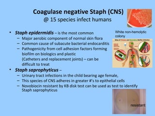 Coagulase negative Staph (CNS)
@ 15 species infect humans
• Staph epidermidis – is the most common
– Major aerobic component of normal skin flora
– Common cause of subacute bacterial endocarditis
– Pathogenicity from cell adhesion factors forming
biofilm on biologics and plastic
(Catheters and replacement joints) – can be
difficult to treat
• Staph saprophyticus –
– Urinary tract infections in the child bearing age female,
– This species of CNS adheres in greater #’s to epithelial cells
– Novobiocin resistant by KB disk test can be used as test to identify
Staph saprophyticus
White non-hemolytic
colony
resistant
 