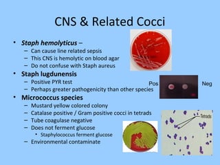 CNS & Related Cocci
• Staph hemolyticus –
– Can cause line related sepsis
– This CNS is hemolytic on blood agar
– Do not confuse with Staph aureus
• Staph lugdunensis
– Positive PYR test
– Perhaps greater pathogenicity than other species
• Micrococcus species
– Mustard yellow colored colony
– Catalase positive / Gram positive cocci in tetrads
– Tube coagulase negative
– Does not ferment glucose
• Staphylococcus ferment glucose
– Environmental contaminate
Pos Neg
 