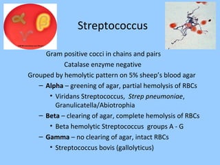 Streptococcus
Gram positive cocci in chains and pairs
Catalase enzyme negative
Grouped by hemolytic pattern on 5% sheep’s blood agar
– Alpha – greening of agar, partial hemolysis of RBCs
• Viridans Streptococcus, Strep pneumoniae,
Granulicatella/Abiotrophia
– Beta – clearing of agar, complete hemolysis of RBCs
• Beta hemolytic Streptococcus groups A - G
– Gamma – no clearing of agar, intact RBCs
• Streptococcus bovis (gallolyticus)
 
