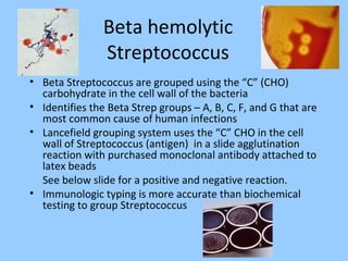 Beta hemolytic
Streptococcus
• Beta Streptococcus are grouped using the “C” (CHO)
carbohydrate in the cell wall of the bacteria
• Identifies the Beta Strep groups – A, B, C, F, and G that are
most common cause of human infections
• Lancefield grouping system uses the “C” CHO in the cell
wall of Streptococcus (antigen) in a slide agglutination
reaction with purchased monoclonal antibody attached to
latex beads
See below slide for a positive and negative reaction.
• Immunologic typing is more accurate than biochemical
testing to group Streptococcus +
-
 