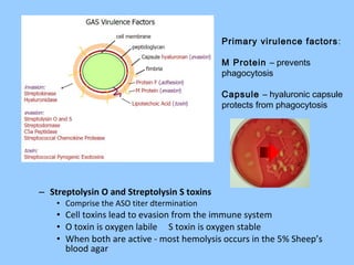 – Streptolysin O and Streptolysin S toxins
• Comprise the ASO titer dtermination
• Cell toxins lead to evasion from the immune system
• O toxin is oxygen labile S toxin is oxygen stable
• When both are active - most hemolysis occurs in the 5% Sheep’s
blood agar
Primary virulence factors:
M Protein – prevents
phagocytosis
Capsule – hyaluronic capsule
protects from phagocytosis
 
