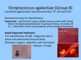 Streptococcus agalactiae (Group B)
Lancefield agglutination test demonstrates “B” cell wall CHO
Biochemical tests for identification:
Camp test – performed using a Staph aureus strain with Camp
factor streaked perpendicular to group B Strep, incubate 24
hr. / intensifies toxin and produces arrow shaped hemolysis
Rapid hippurate hydrolysis -
4 hr identification of GBS - Hippurate disk in
Saline inoculated with Group B Strep
Ninhydrin reagent added for color formation
Positive = Purple
pos
Arrow-like
Staph aureus
Strep group B
 