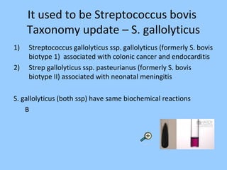 It used to be Streptococcus bovis
Taxonomy update – S. gallolyticus
1) Streptococcus gallolyticus ssp. gallolyticus (formerly S. bovis
biotype 1) associated with colonic cancer and endocarditis
2) Strep gallolyticus ssp. pasteurianus (formerly S. bovis
biotype II) associated with neonatal meningitis
S. gallolyticus (both ssp) have same biochemical reactions
B
 