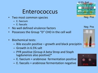 • Two most common species
– E. faecium
– E. faecalis
• No well defined virulence factors
• Possesses the Group “D” CHO in the cell wall
• Biochemical tests:
– Bile esculin positive – growth and black precipitin
– Growth in 6.5% salt
– PYR positive (Group A beta Strep and Staph
lugdunensis also positive)*
– E. faecium = arabinose fermentation positive
– E. faecalis = arabinose fermentation negative
Enterococcus
Bile esculin
PYR
+ -
Neg Pos
Neg Pos
6.5% Salt
PYR
 