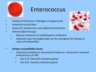 Enterococcus
• Variety of infections / Pathogen of opportunity
• Intestinal normal flora
• Cause UTI, bacteremia, and abdominal infections
• Antimicrobial therapy:
– Natural resistance to cephalosporin antibiotics
– Ampicillin plus Aminoglycoside can be synergistic for therapy in
cases of endocarditis
• Unique susceptibility issues
– Acquired resistance to vancomycin known as vancomycin resistant
enterococcus or VRE
• Van A (E. faecium) resistance genes
• Van B (E. faecalis) resistance genes
 