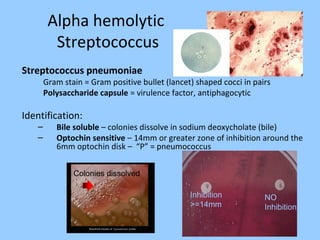 Alpha hemolytic
Streptococcus
Streptococcus pneumoniae
Gram stain = Gram positive bullet (lancet) shaped cocci in pairs
Polysaccharide capsule = virulence factor, antiphagocytic
Identification:
– Bile soluble – colonies dissolve in sodium deoxycholate (bile)
– Optochin sensitive – 14mm or greater zone of inhibition around the
6mm optochin disk – “P” = pneumococcus
Inhibition
>=14mm
NO
Inhibition
Colonies dissolved
 