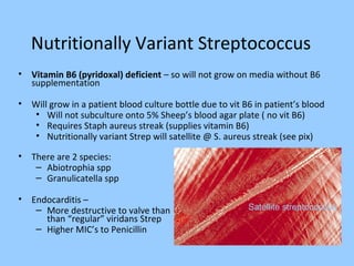 Nutritionally Variant Streptococcus
• Vitamin B6 (pyridoxal) deficient – so will not grow on media without B6
supplementation
• Will grow in a patient blood culture bottle due to vit B6 in patient’s blood
• Will not subculture onto 5% Sheep’s blood agar plate ( no vit B6)
• Requires Staph aureus streak (supplies vitamin B6)
• Nutritionally variant Strep will satellite @ S. aureus streak (see pix)
• There are 2 species:
– Abiotrophia spp
– Granulicatella spp
• Endocarditis –
– More destructive to valve than
than “regular” viridans Strep
– Higher MIC’s to Penicillin
Satellite streptococcus
 