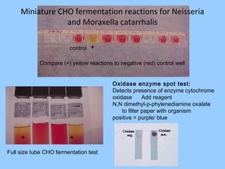 Miniature CHO fermentation reactions for Neisseria
and Moraxella catarrhalis
Compare (+) yellow reactions to negative (red) control well
+
+ +
Oxidase enzyme spot test:
Detects presence of enzyme cytochrome
oxidase Add reagent
N,N dimethyl-p-phylenediamine oxalate
to filter paper with organism
positive = purple/ blue
control
Full size tube CHO fermentation test
 
