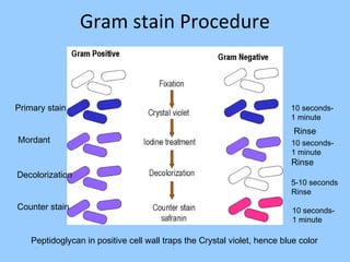 Gram stain Procedure
10 seconds-
1 minute
Primary stain
Mordant 10 seconds-
1 minute
Rinse
5-10 seconds
Rinse
Rinse
Decolorization
Counter stain 10 seconds-
1 minute
Peptidoglycan in positive cell wall traps the Crystal violet, hence blue color
 