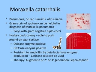 Moraxella catarrhalis
• Pneumonia, ocular, sinusitis, otitis media
• Gram stain of sputum can be helpful in
diagnosis of Moraxella pneumonia
– Polys with gram negative diplo-cocci
• Hockey puck colony – able to push
around on agar surface
– Oxidase enzyme positive
– DNA’ase enzyme positive
– Resistant to ampicillin by beta lactamase enzyme
production – Cefinase test can be used
– Therapy: Augmentin or 2nd
or 3rd
generation Cephalosporin
 