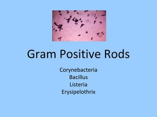 Gram Positive Rods
Corynebacteria
Bacillus
Listeria
Erysipelothrix
 