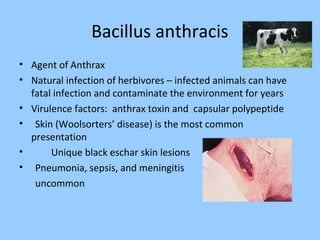Bacillus anthracis
• Agent of Anthrax
• Natural infection of herbivores – infected animals can have
fatal infection and contaminate the environment for years
• Virulence factors: anthrax toxin and capsular polypeptide
• Skin (Woolsorters’ disease) is the most common
presentation
• Unique black eschar skin lesions
• Pneumonia, sepsis, and meningitis
uncommon
 