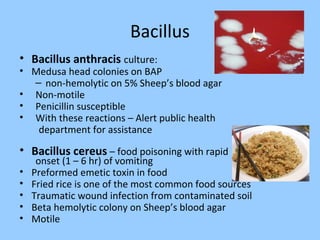 Bacillus
• Bacillus anthracis culture:
• Medusa head colonies on BAP
– non-hemolytic on 5% Sheep’s blood agar
• Non-motile
• Penicillin susceptible
• With these reactions – Alert public health
department for assistance
• Bacillus cereus – food poisoning with rapid
onset (1 – 6 hr) of vomiting
• Preformed emetic toxin in food
• Fried rice is one of the most common food sources
• Traumatic wound infection from contaminated soil
• Beta hemolytic colony on Sheep’s blood agar
• Motile
 