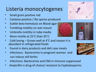 Listeria monocytogenes
• Small gram positive rod
• Catalase positive / No spores produced
• Subtle beta hemolysis on Blood agar
• Tumbling motility on wet mount
• Umbrella motility in tube media
• More motile at 25˚C than 35˚C
• Cold loving – Grows well at 4˚C and reason it is
abundant in refrigerated foods
• Found in dairy products and deli case meats
• Infections: Bacteremia in pregnant women and
can induce still births
• Infections: Bacteremia and CNS in immune suppressed
• Ampicillin is drug of choice/ resistant to Cephalosporins
 