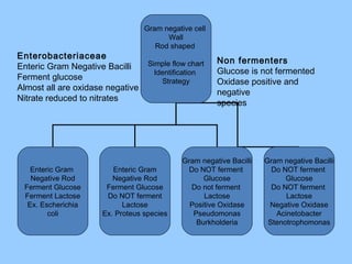 Gram negative cell
Wall
Rod shaped
Simple flow chart
Identification
Strategy
Enteric Gram
Negative Rod
Ferment Glucose
Ferment Lactose
Ex. Escherichia
coli
Enteric Gram
Negative Rod
Ferment Glucose
Do NOT ferment
Lactose
Ex. Proteus species
Gram negative Bacilli
Do NOT ferment
Glucose
Do not ferment
Lactose
Positive Oxidase
Pseudomonas
Burkholderia
Gram negative Bacilli
Do NOT ferment
Glucose
Do NOT ferment
Lactose
Negative Oxidase
Acinetobacter
Stenotrophomonas
Enterobacteriaceae
Enteric Gram Negative Bacilli
Ferment glucose
Almost all are oxidase negative
Nitrate reduced to nitrates
Non fermenters
Glucose is not fermented
Oxidase positive and
negative
species
 
