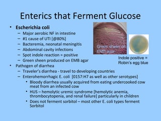 Enterics that Ferment Glucose
• Escherichia coli
– Major aerobic NF in intestine
– #1 cause of UTI [@80%]
– Bacteremia, neonatal meningitis
– Abdominal cavity infections
– Spot indole reaction = positive
– Green sheen produced on EMB agar
• Pathogen of diarrhea
– Traveler’s diarrhea - travel to developing countries
– Enterohemorrhagic E. coli [0157:H7 as well as other serotypes]
• Bloody diarrhea usually acquired from eating undercooked cow
meat from an infected cow
• HUS – hemolytic uremic syndrome [hemolytic anemia,
thrombocytopenia, and renal failure] particularly in children
• Does not ferment sorbitol – most other E. coli types ferment
Sorbitol
Green sheen on
EMB agar
Mucoid colony
Indole positive =
Robin’s egg blue
 