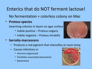 Enterics that do NOT ferment lactose!
No fermentation = colorless colony on Mac
• Proteus species
Swarming colonies in layers on agar surface
• Indole positive – Proteus vulgaris
• Indole negative – Proteus mirabilis
• Serratia marcescens
– Produces a red pigment that intensifies at room temp
– Causes infections in
• immune suppressed
• Ventilator associated pneumonia
• Bacteremia
 