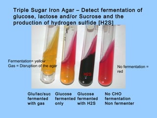 Glu/lac/suc
fermented
with gas
Glucose
fermented
only
Glucose
fermented
with H2S
No CHO
fermentation
Non fermenter
Triple Sugar Iron Agar – Detect fermentation of
glucose, lactose and/or Sucrose and the
production of hydrogen sulfide [H2S]
Fermentation= yellow
Gas = Disruption of the agar
H2S
No fermentation =
red
 