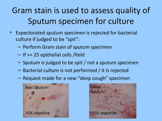 Gram stain is used to assess quality of
Sputum specimen for culture
• Expectorated sputum specimen is rejected for bacterial
culture if judged to be “spit”:
– Perform Gram stain of sputum specimen
– If >= 25 epithelial cells /field
– Sputum is judged to be spit / not a sputum specimen
– Bacterial culture is not performed / it is rejected
– Request made for a new “deep cough” specimen
Bad Sputum Good
Sputum
10X objective 10X objective
 