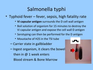 Salmonella typhi
• Typhoid fever – fever, sepsis, high fatality rate
• Vi capsular antigen surrounds the D cell wall antigen
• Boil solution of organism for 15 minutes to destroy the
Vi capsular antigen and expose the cell wall D antigen
• Serotyping can then be performed for the D antigen
• Moustache of H2S in the TSI tube
– Carrier state in gallbladder
– Ingest organism, it clears the bowel
then in @ 1 week enters
Blood stream & Bone Marrow
 
