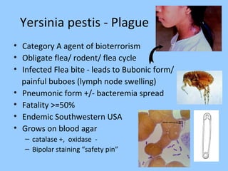 Yersinia pestis - Plague
• Category A agent of bioterrorism
• Obligate flea/ rodent/ flea cycle
• Infected Flea bite - leads to Bubonic form/
painful buboes (lymph node swelling)
• Pneumonic form +/- bacteremia spread
• Fatality >=50%
• Endemic Southwestern USA
• Grows on blood agar
– catalase +, oxidase -
– Bipolar staining “safety pin”
 