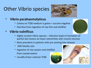 Other Vibrio species
• Vibrio parahaemolyticus
• Colony on TCBS medium is green = sucrose negative
• Diarrhea from ingestion of raw fish and shellfish
• Vibrio vulnificus
• Highly virulent Vibrio species – infection leads to formation of
painful skin lesions on lower extremities with muscle necrosis
• Most prevalent in patients with pre existing liver disease
• 50% fatality rate
• Ingestion of raw oysters and shellfish
from coastal waters
• Usuallly Green colonies TCBS
 