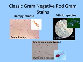 Classic Gram Negative Rod Gram
Stains
Campylobacte
r
Vibrio species
Enteric gram negative rod
Sea gull wings C shaped
Plumb and rectangular
 
