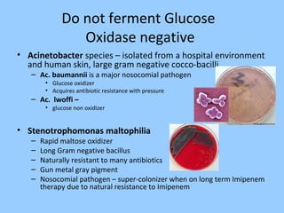 Do not ferment Glucose
Oxidase negative
• Acinetobacter species – isolated from a hospital environment
and human skin, large gram negative cocco-bacilli
– Ac. baumannii is a major nosocomial pathogen
• Glucose oxidizer
• Acquires antibiotic resistance with pressure
– Ac. lwoffi –
• glucose non oxidizer
• Stenotrophomonas maltophilia
– Rapid maltose oxidizer
– Long Gram negative bacillus
– Naturally resistant to many antibiotics
– Gun metal gray pigment
– Nosocomial pathogen – super-colonizer when on long term Imipenem
therapy due to natural resistance to Imipenem
 